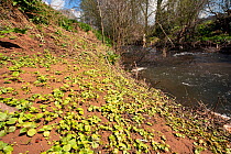 Himalayan balsam (Impatiens glandulifera), non-native invasive species, seedlings on river bank, River Frome, Herefordshire, England, UK. April, 2021.