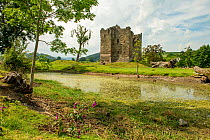 Hopton Castle, a 13th Century fortified tower house, and medieval moat carpeted with Pond water crowfoot (Ranunculus peltatus), Shropshire Hills Area of Outstanding Natural Beauty, England, UK. June,...