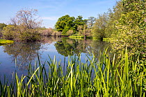 Ice-age pool in the Wye Valley with non-native Sweet Flag (Acorus calamus), tree reflections, Herefordshire, England, UK. May, 2021.