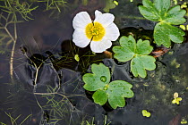 Pond water crowfoot (Ranunculus peltatus) with pear-shaped nectary, kettle hole pond, Herefordshire, England, UK.