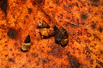 New Zealand mud snail / Jenkin&#39;s spire snail (Potamopyrgus antipodarum), Malvern pond, Worcestershire, England, UK. March. Controlled conditions.