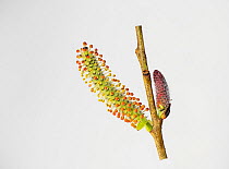 Purple willow (Salix purpurea), male catkins, old withy bed, Herefordshire lowlands, England, UK. Controlled conditions.