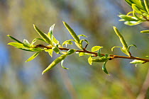 Basford crack willow (Salix x fragilis nothovar. basfordiana) developing female catkins, Bodenham Lake Nature Reserve, Herefordshire, England, UK. April.
