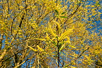Basford crack willow (Salix x fragilis nothovar. basfordiana), male catkins, Kenwater, Leominster Priory, Herefordshire, England, UK. April, 2021.