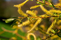 Basford crack willow (Salix x fragilis nothovar. basfordiana), male catkins, Kenwater, Leominster Priory, Herefordshire, England, UK. April.