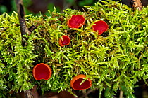 Scarlet elf cap (Sarcoscypha austriaca) and Rough-stalked feather-moss (Brachythecium rutabulum), woodland, Herefordshire, England, UK.