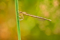 White-legged damselfly (Platycnemis pennipes), female, Chapter Meadow, Worcester, England, UK. July.