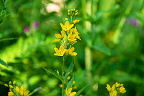Yellow loosestrife (Lysimachia vulgaris), Herefordshire, England, UK.