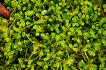 Springy turf-moss (Rhytidiadelphus squarrosus), garden lawn, Herefordshire Plateau, England, UK. February.