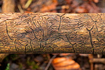 Galleries left by Elm bark (Scolytus sp.) beetle, on dead Wych elm (Ulmus glabra) in woodland, Herefordshire, England, UK. February.