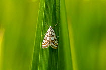 Beautiful china-mark moth (Nymphula nitidulata) on Branched bur-reed (Sparganium erectum), Herefordshire, England, UK. June.