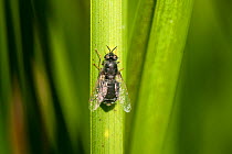 Black colonel (Odontomyia tigrina), a soldier fly, on Branched bur-reed (Sparganium erectum) pond, Herefordshire, England, UK. June.