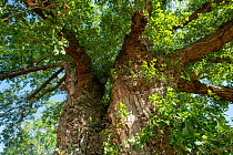 Black poplar (Populus nigra ssp. betulifolia) canopy, a rare species in the UK, veteran tree, Clifford, Herefordshire, England, UK. July.