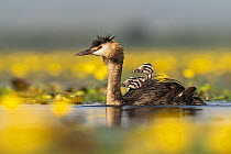 Great crested grebe (Podiceps cristatus) with young chicks on the back among Fringed water lilies (Nymphoides peltata) Lake Kerkini, Greece, July.