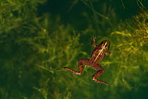 Marsh Frog (Pelophylax ridibundus) in water, Lake Kerkini area, Greece, July.