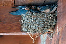 Barn Swallow (Hirundo rustica) young chicks, almost fledging, huddled together in a nest that has become almost too small, Prespa lake area, Greece, July.