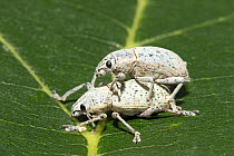 Little leaf notcher (Artipus floridanus) pair mating on leaf, pest of lawns and citrus plants, North Florida, USA.