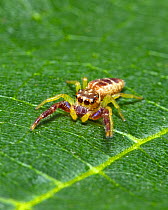 Jumping spider (Hentzia palmarum) male on leaf, North Florida, USA. Controlled specimen.