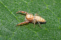Jumping spider (Hentzia palmarum) female on leaf, North Florida, USA. Controlled specimen.