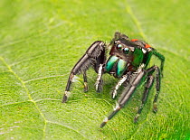Jumping spider (Phidippus clarus) male resting on leaf, West Florida, USA. Controlled specimen.