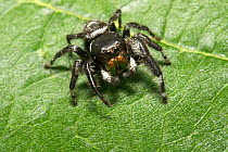 Twin flag jumping spider (Anasatis canosa) male resting on leaf, North Florida, USA.