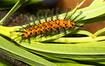 Polka dot wasp moth caterpillar (Syntomeida epilais) Florida, USA.