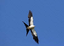 Swallow tailed kite (Elanoides forficatus) in central Florida on way to South America, Wildwood, Florida, USA.