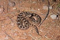 Western massasauga (Sistrurus catenatus) rattlesnake coiled on sand with head raised, Arizona, USA.