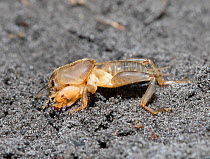 Short winged mole cricket (Neoscapteriscus abbreviatus) resting on soil. Pest of lawns. North Florida, USA. Controlled specimen.