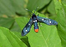 Polka dot wasp moth (Syntomeida epilais) resting on leaf. Native to the Caribbean, introduced to Florida, USA. Controlled animal.