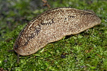 Florida leatherleaf slug (Leidyula floridana) on moss, pest of ornamental plants in Florida and food crops in Caribbean. Florida, USA.