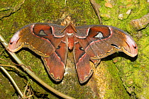 Atlas moth (Attacus atlas) with faded colouration and torn wing, native to southeast Asia, feeds on citrus, guava and cinnamon. Florida, USA.