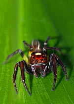 Woodland jumping spider (Colonus sylvanus) male, inhabitats woodland understory and shrubs, North Florida, USA. Captive specimen.