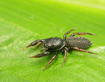 Jumping spider (Metacyrba taeniola) male resting on leaf, North Florida, USA.