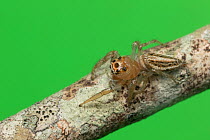 Woodland jumping spider (Colonus sylvanus) female resting on twig North Florida, USA.