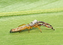 Pike slender jumping spider (Marpissa pikei) female, inhabits tall grass along sea shore, North Florida, USA. Captive specimen.