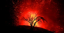 Tree silhouetted against volcanic eruption, Cumbre Vieja Volcano, La Palma, Canary Islands, September 2021.
