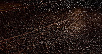 Close-up shot of Pale burrower mayfly (Ephoron virgo), swarming in the millions on street at night. The newly hatched Mayflies are highlighted by car lights as it drives past. Tudela, La Ribera de Nav...