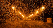 Pale burrower mayfly (Ephoron virgo), swarming in the millions on street at night, appearing like snow. Mayflies recently hatched. Tudela, La Ribera de Navarra, Navarre, Spain, August.
