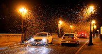 Pale burrower mayfly (Ephoron virgo) swarming in the millions on street at night, appearing like snow with traffic driving through it. Mayflies recently hatched, Tudela, Navarra, Spain, August.