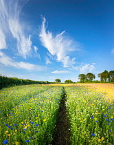 Path through wildflower meadow with Chamomile (Chamaemelum nobile), Corn marigold (Glebionis segetum) and Cornflower (Centaurea cyanus), Somerset, UK, July.