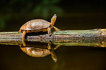 Black river turtle (Rhinoclemmys funerea) basking on log in forest pool, Lowland rainforest, Costa Rica.