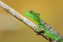 Green basilisk (Basiliscus plumifrons) perched on branch, Lowland rainforest, Costa Rica.