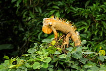 Green iguana (Iguana iguana) basking in morning sun, Lowland rainforest, Costa Rica.