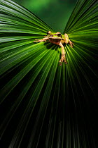 Masked tree frog (Smilisca phaeota) on leaf, Lowland rainforest, Costa Rica
