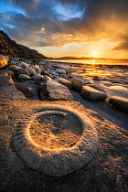 Ammonite Fossil, Ammonite Graveyard, Monmouth Beach, Lyme Regis, Jurassic Coast World Heritage Site, Dorset, UK, April.