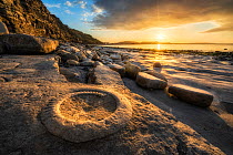 Ammonite Fossil, Ammonite Graveyard, Monmouth Beach, Lyme Regis, Jurassic Coast World Heritage Site, Dorset, UK, April.