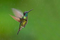 Male Talamanca hummingbird (Eugenes spectabilis) in flight, mid-elevation cloud forest, Costa Rica.