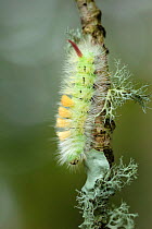 Pale tussock moth caterpillar (Calliteara pudibunda), New Forest National Park, Hampshire, UK, October.