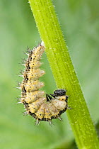 Small tortoiseshell caterpillar (Aglais urticae) attached to stem preparing to pupate, Sturminster Newton, Dorset, UK, June.